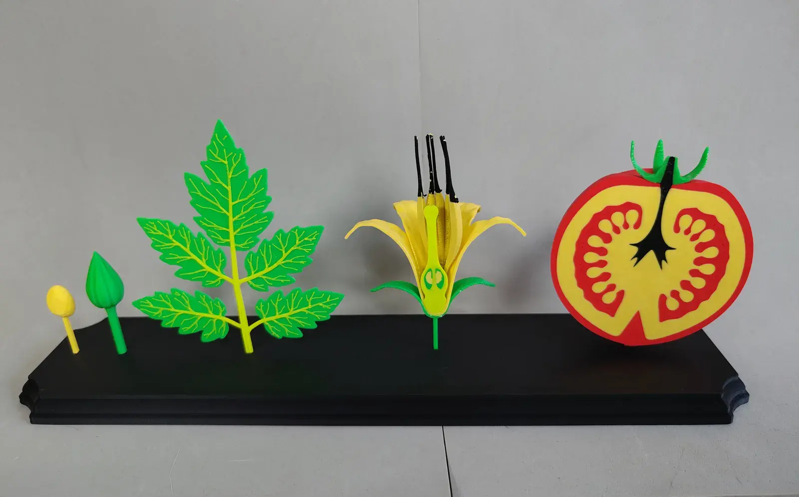 Ciclo de Vida y Fructificación del Tomate