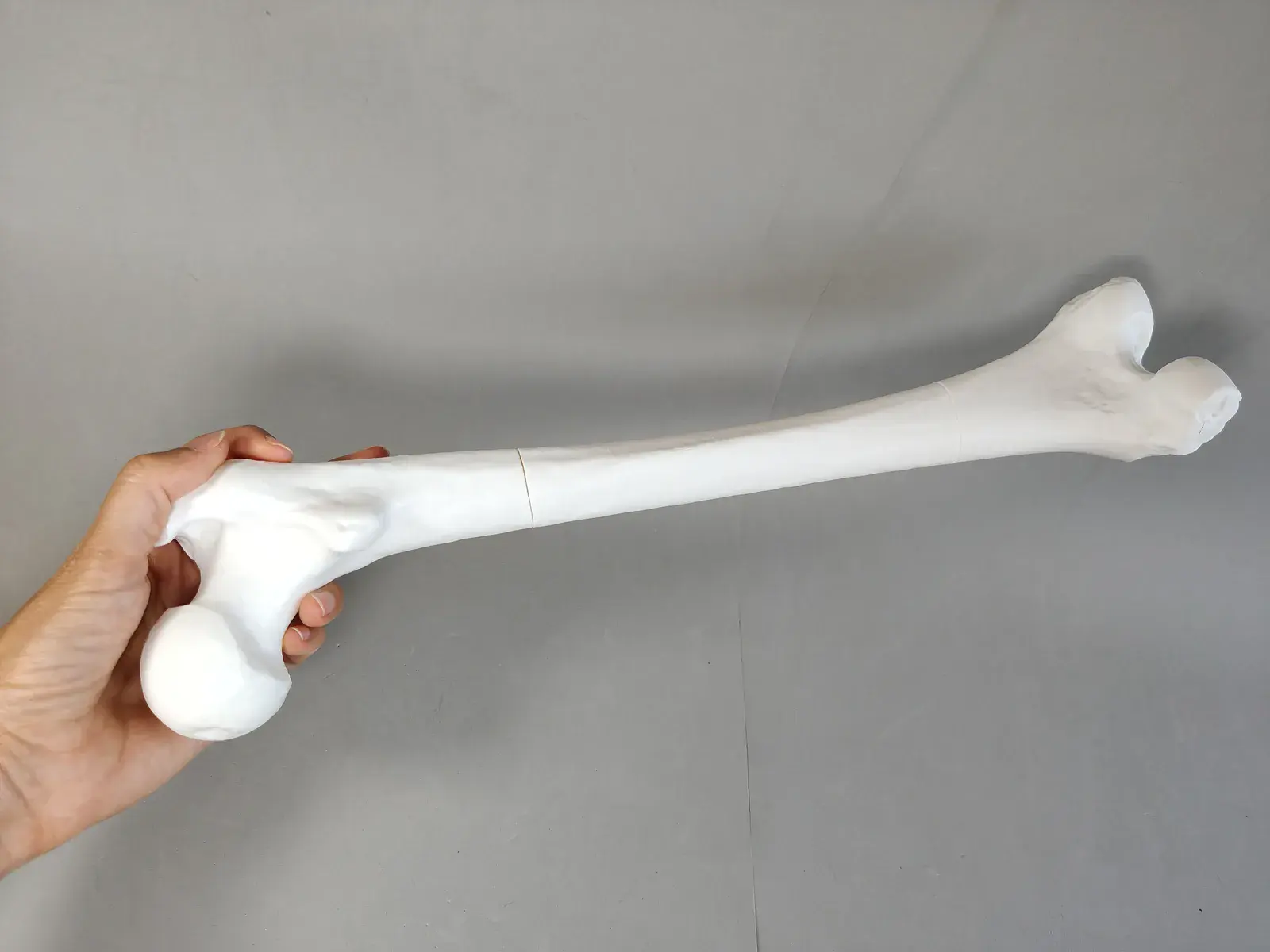 Modelo a Escala de Fémur Humano