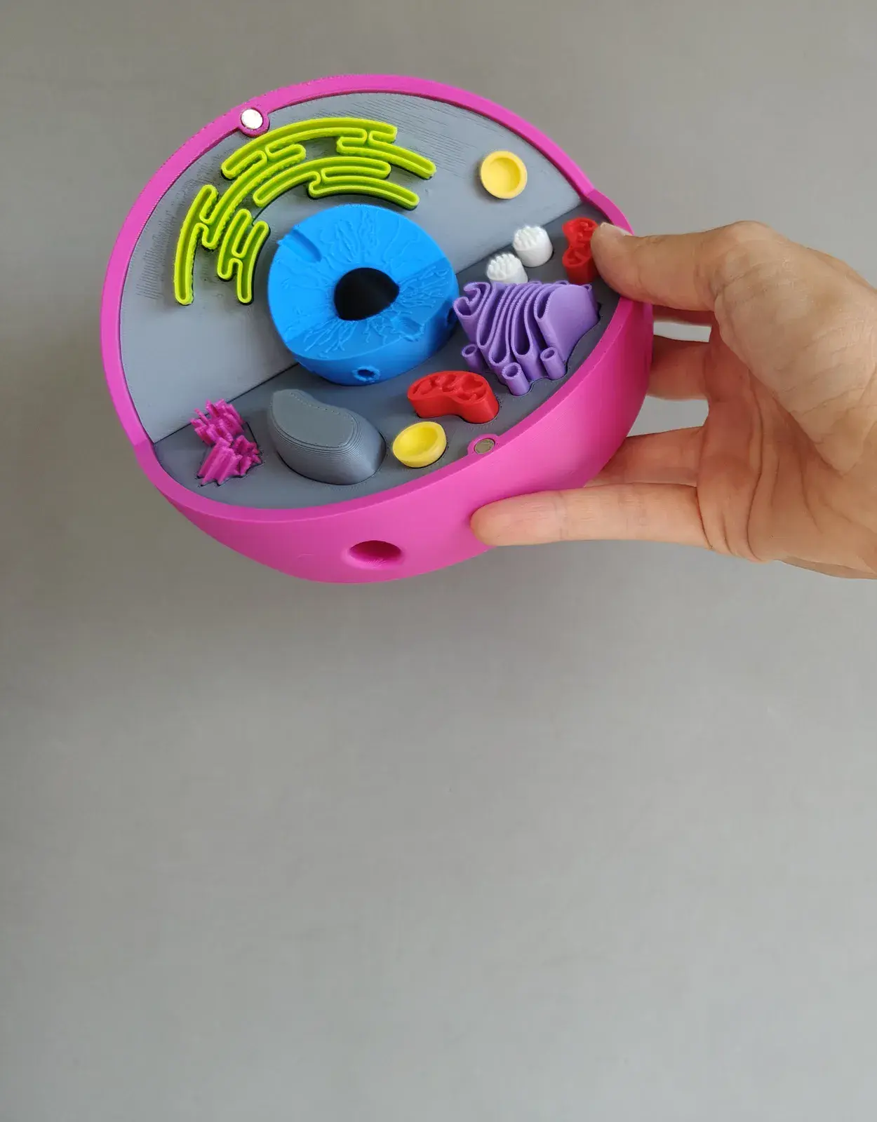 U productos montessori celula animal 2