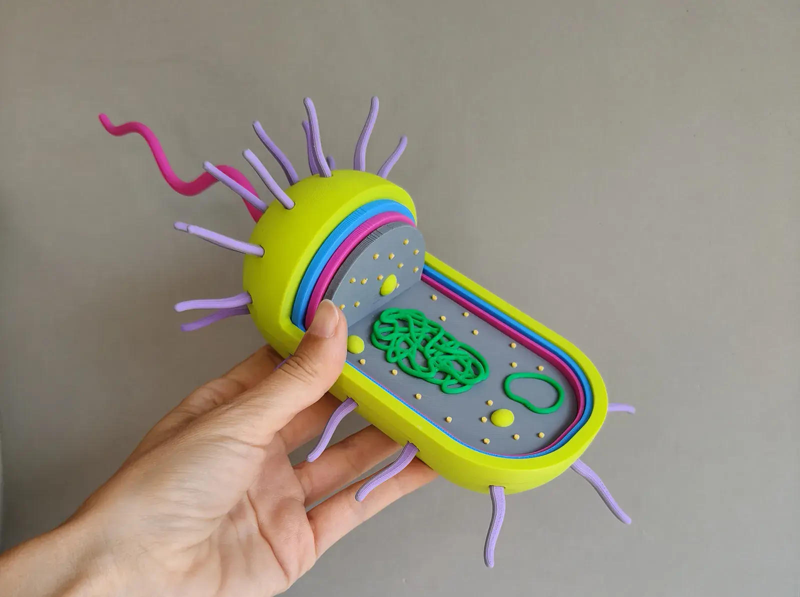 U productos montessori celula procariota 2